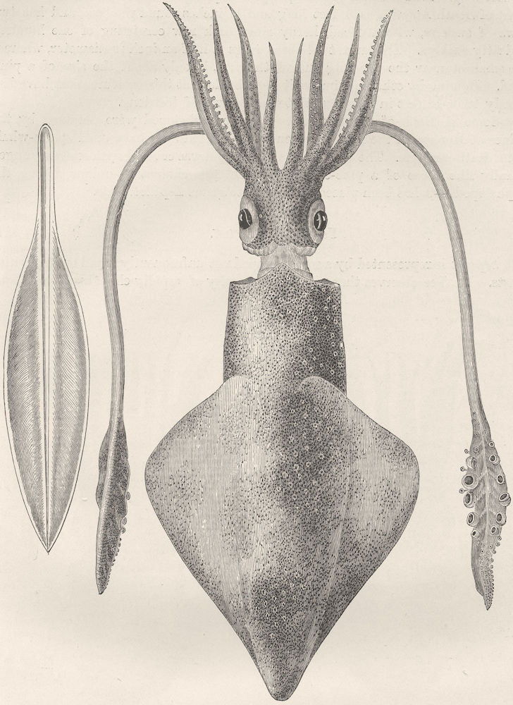 MOLLUSCS. Common squid, with pen 1896 old antique vintage print picture